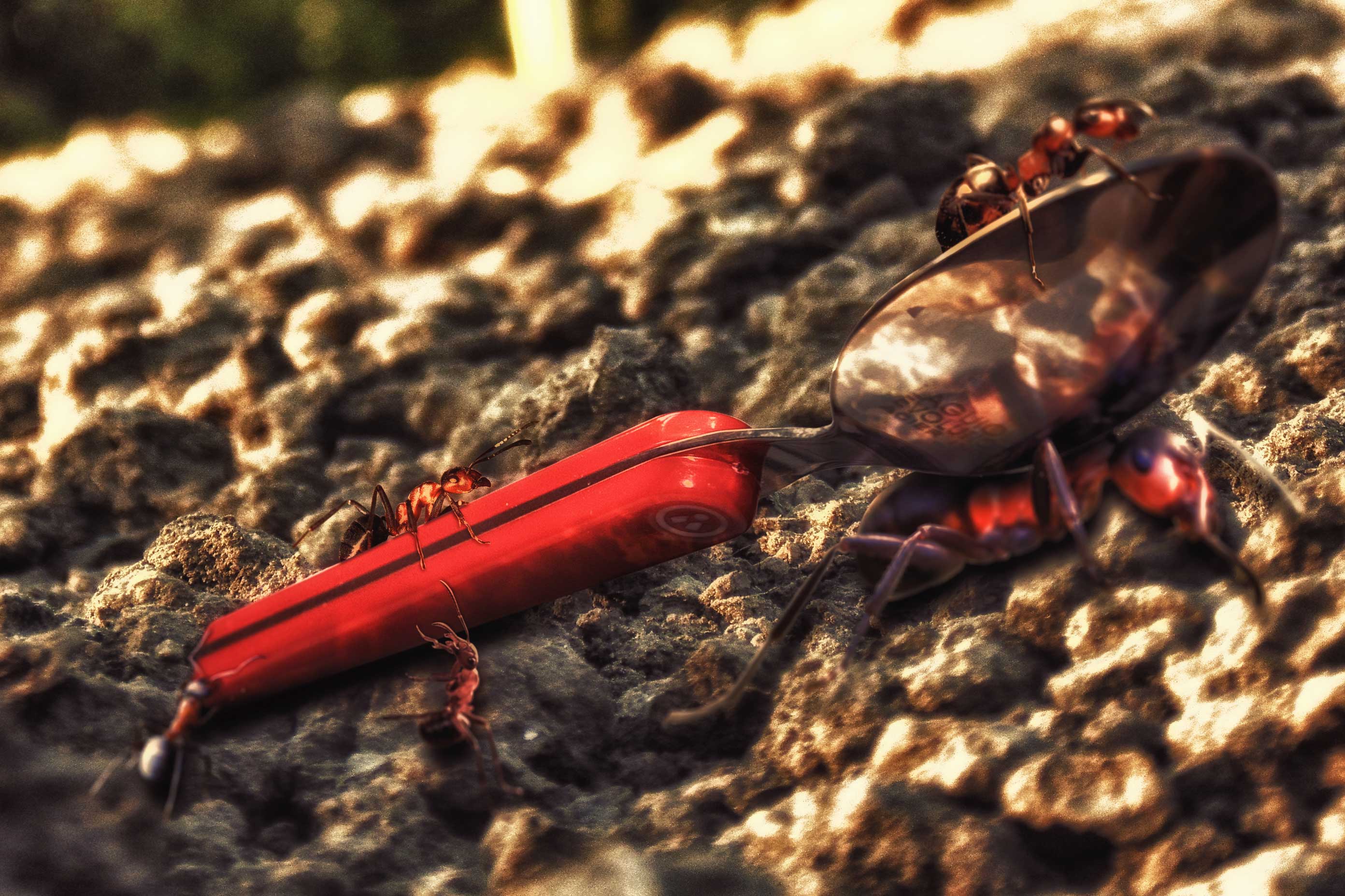Travail de fourmis !