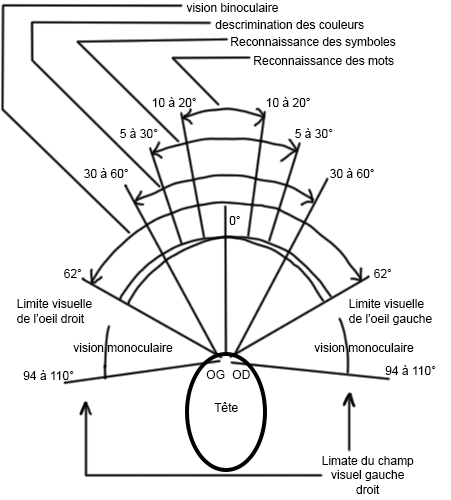 Schéma de la vision humain