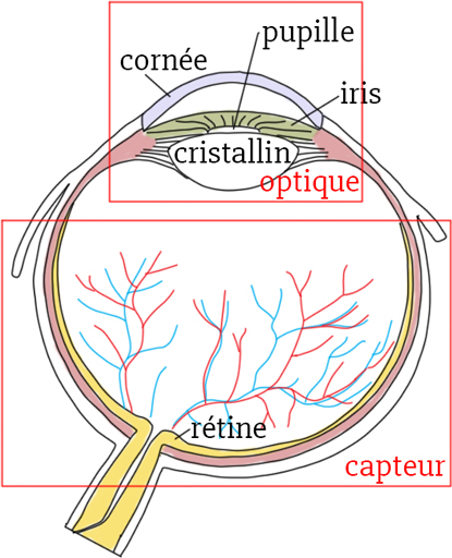 Illustration de la structure d'un œil pour expliquer le phénomène de l'effet yeux-rouges en photographie.