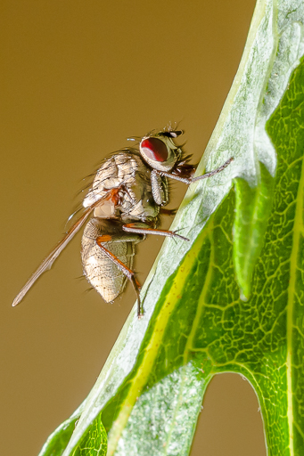 focale 105 mm pour la macro-photographie