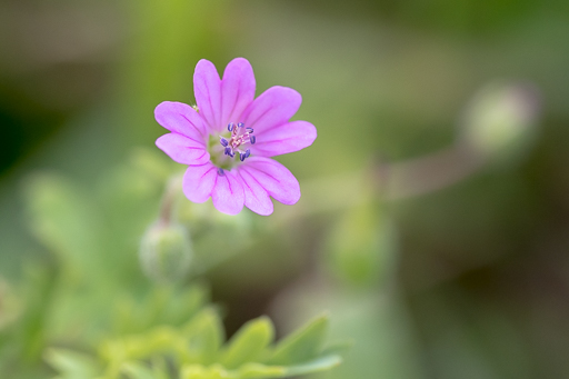 focale 105 mm pour la macro-photographie focale 105 mm pour la macro-photographie