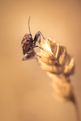 focale 105 mm pour la macro-photographie