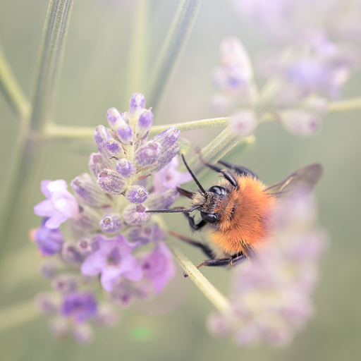 focale 105 mm pour la macro-photographie