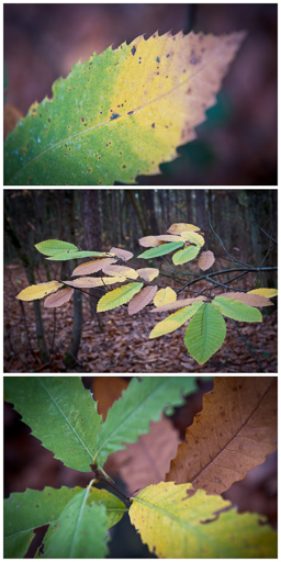 Triptyque sur les couleurs de l'automne