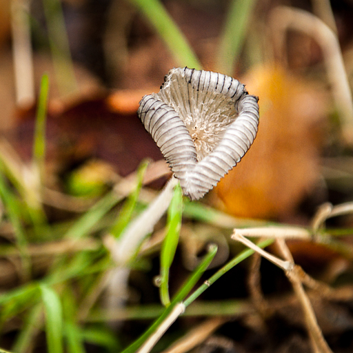 Détail d'un champignon, caractéristique de la saison d'automne