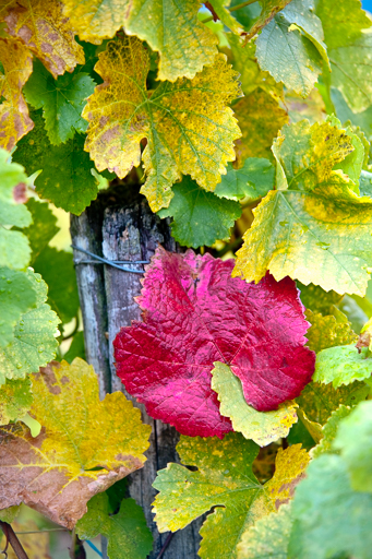 Mise en évidence de la couleur rouge d'une feuille de vigne