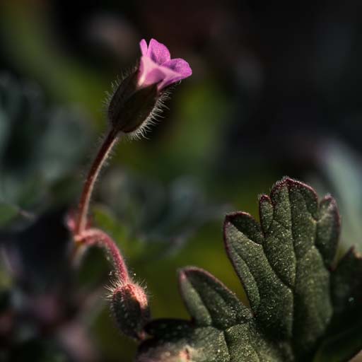 Fleurs du printemps