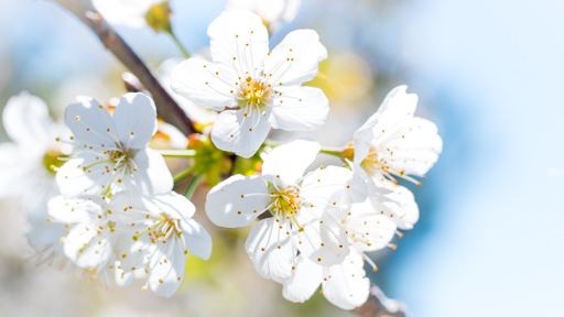 Fleurs du printemps