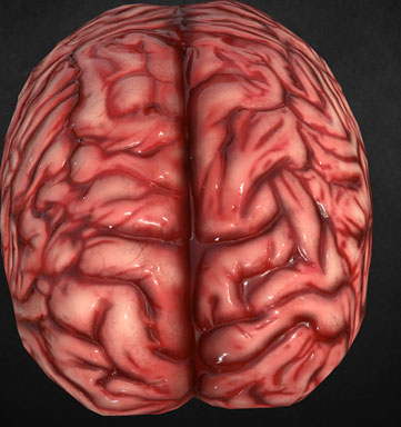 Image de base d'un cerveau issue d'un objet en 3D de Internet