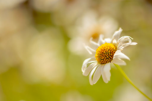 Photo d'illustration de l'article à propos de paramètres clés du bokeh