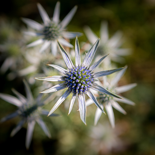 Le fait de flouter le fond de l'image attire d'attention sur la forme de de la fleur nette