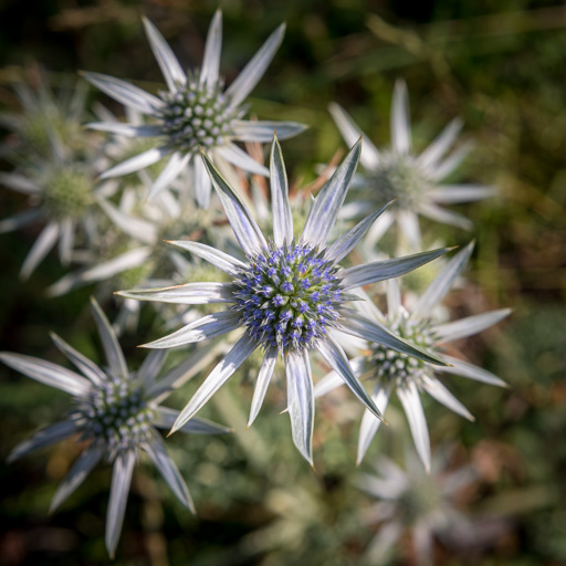 le fond restant suffisamment lisible permet d'attirer l’œil sur l'aspect piquant de la fleur
