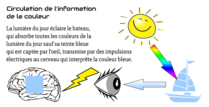 Schéma illustrant la circulation de l'information de la couleur