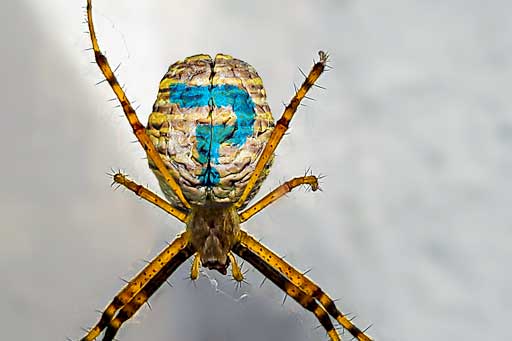 Illustration de l'article à propos de l'outil créatif SPIDER