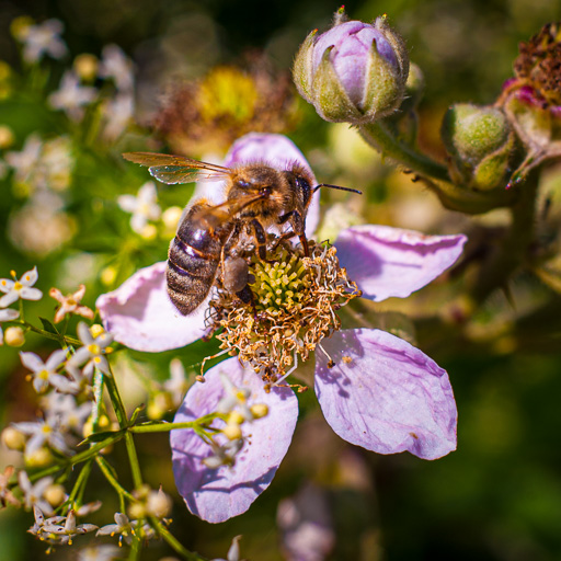 Photo d'insecte réalisée avec un objectif 50mm monté sur bagues-allonges