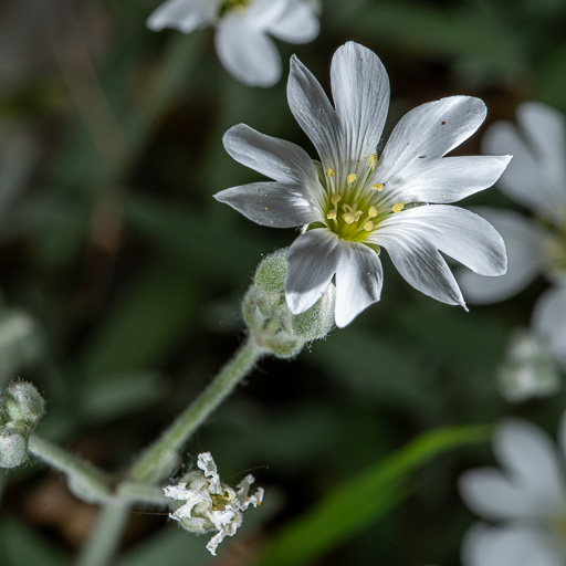 Fleur blanche