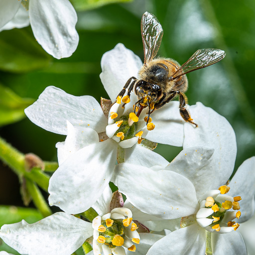 Abeille