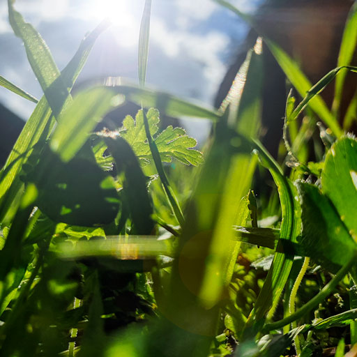 illustration de la photo de l'article à propos de la photographie au ras du sol
